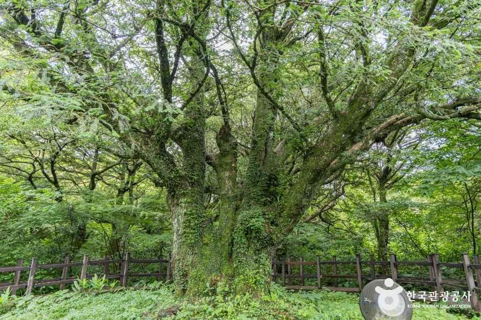 울타리로 둘러싸인 비자림의 오래된 비자나무