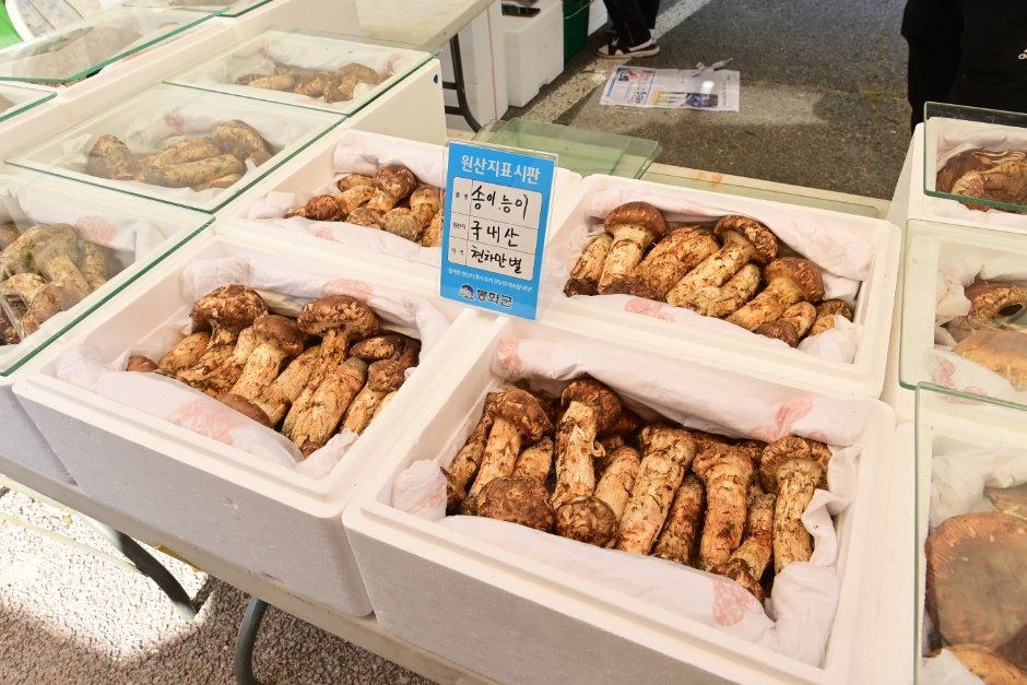 흰 상자에 담긴 봉화 자연산 송이가 크기별로 진열된 판매대