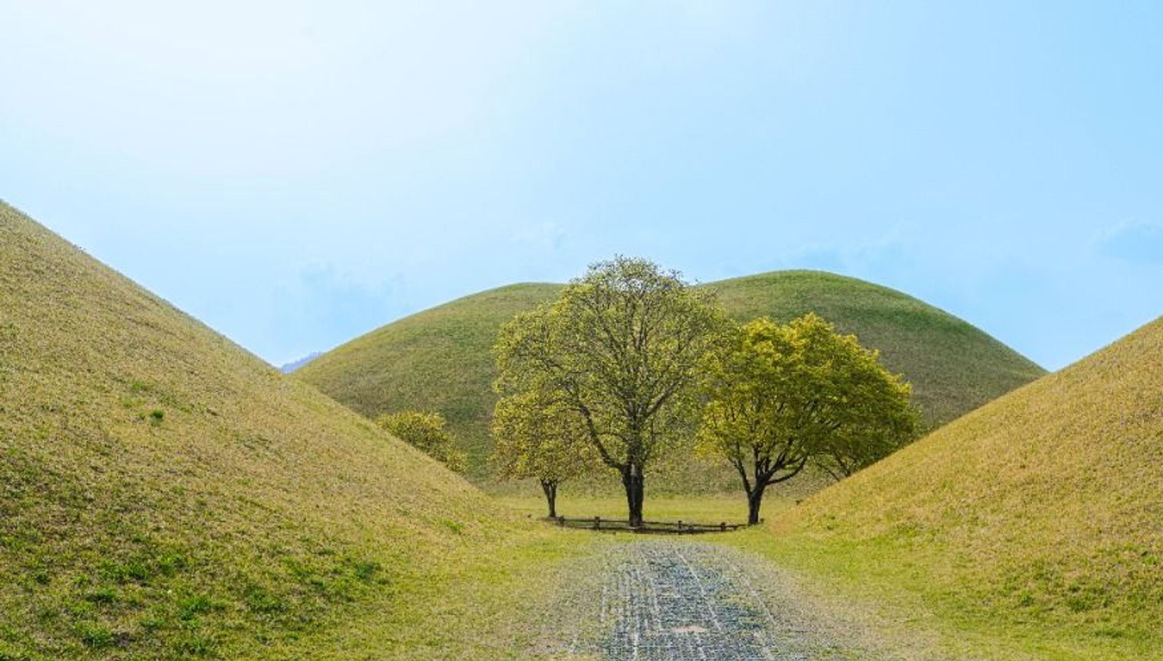 대릉원 고분 사이로 이어지는 좁은 산책길과 나무