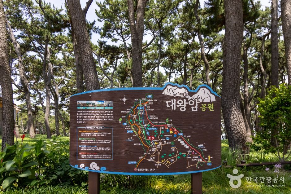 키 큰 소나무가 이어지는 대왕암공원 숲길