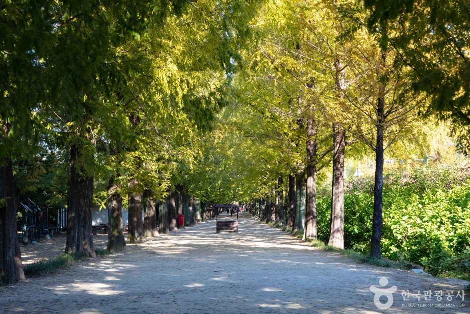 양옆으로 늘어선 메타세쿼이아 나무가 만든 터널 모양의 산책로