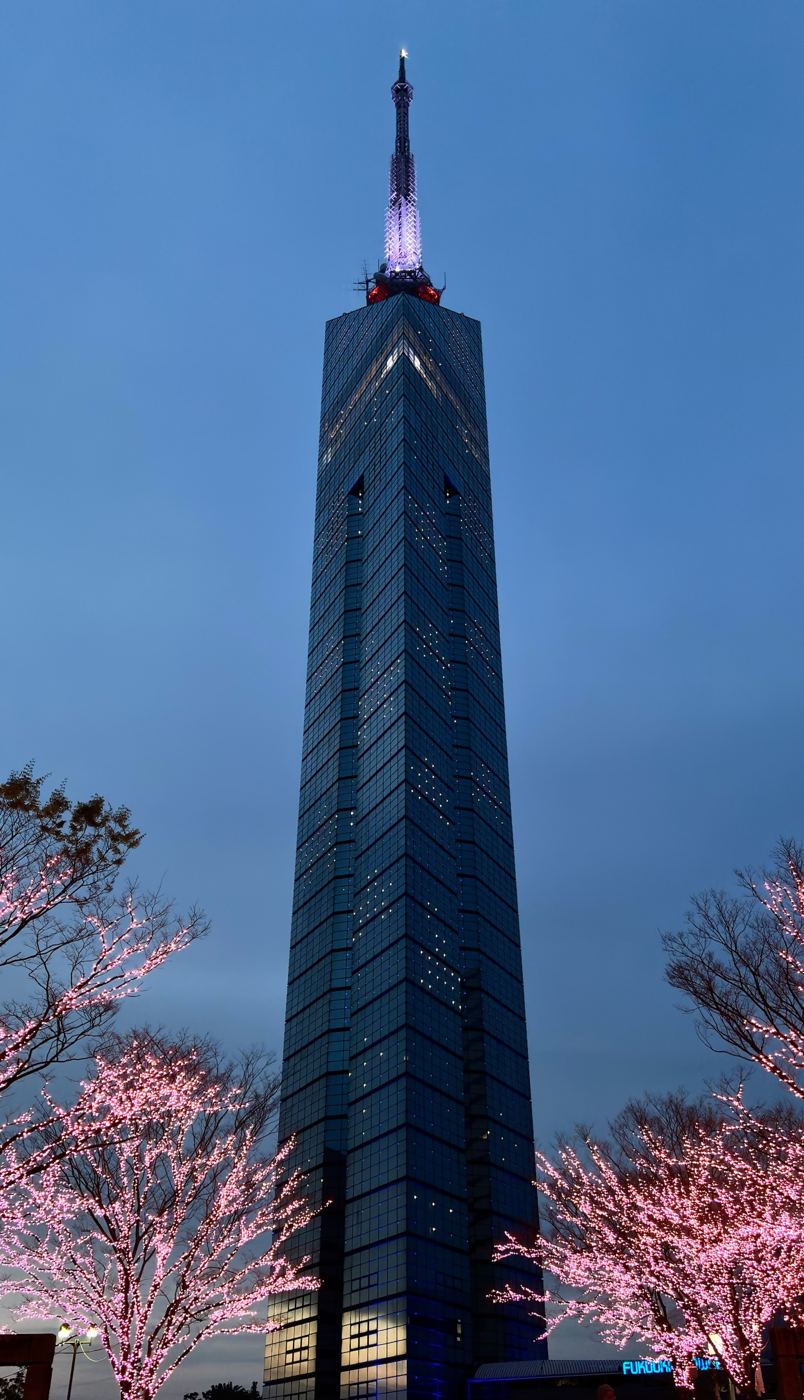벚꽃 조명과 함께 보이는 후쿠오카타워 야경