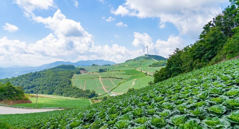 강릉 안반데기 밭 사이를 잇는 농로와 풍력발전기