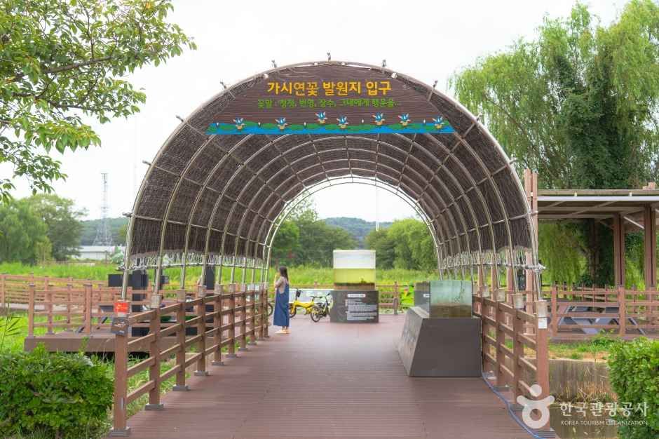 강릉 경포가시연습지 입구의 나무 아치와 데크 산책로