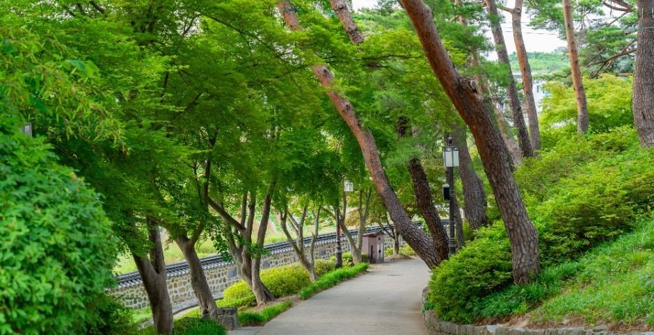 강릉 경포대 주변 소나무와 호수 풍경이 이어지는 산책길