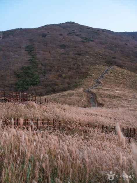 나무 울타리와 데크길 너머로 억새 물결이 펼쳐지고 그 뒤로 산봉우리가 보이는 간월재 초입 풍경