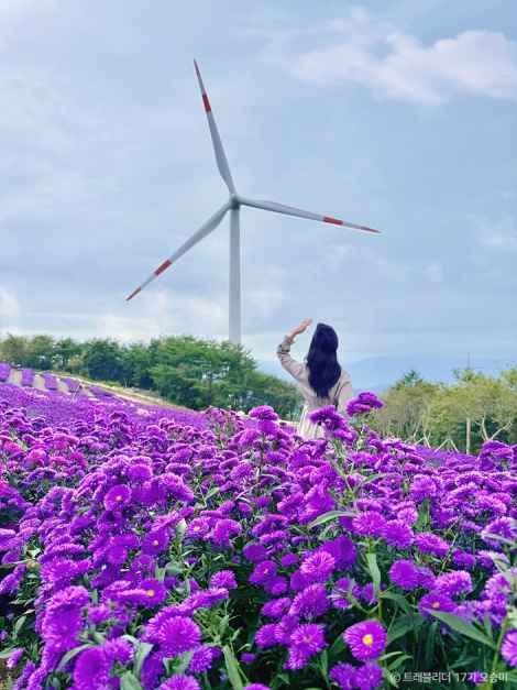 보랏빛 아스타국화 꽃밭에 서서 대형 풍력발전기를 올려다보는 방문객의 뒷모습