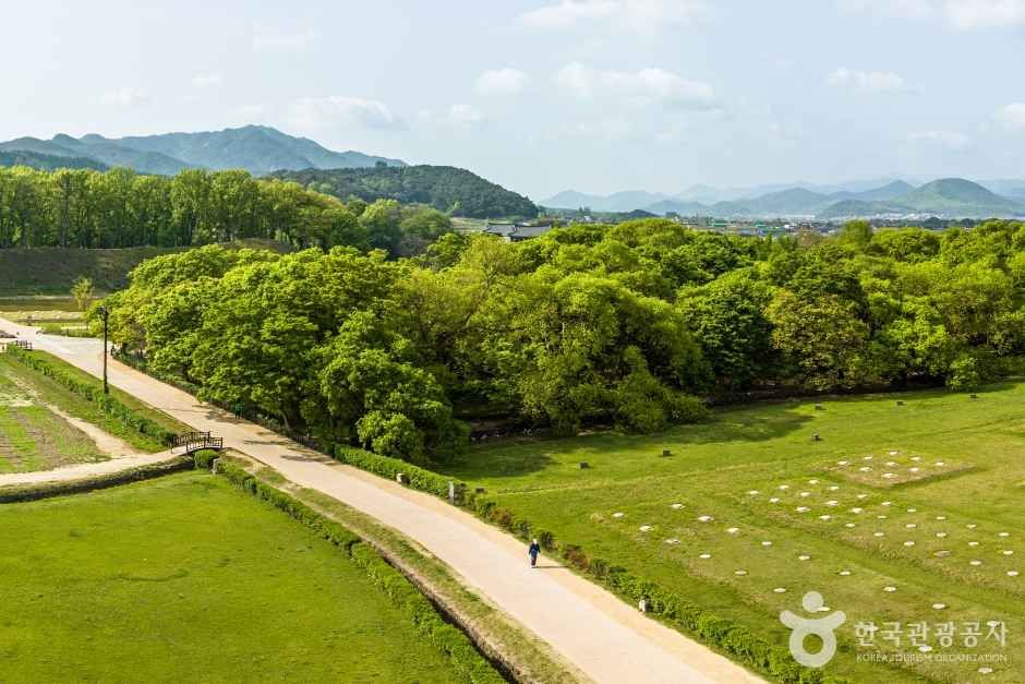 계림 숲 사이로 난 산책로를 위에서 내려다본 모습, 뒤로 보이는 고분군