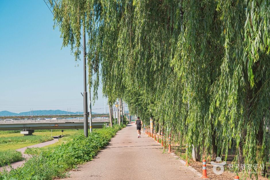 버드나무가 늘어선 복하천변 산책로를 달리는 사람