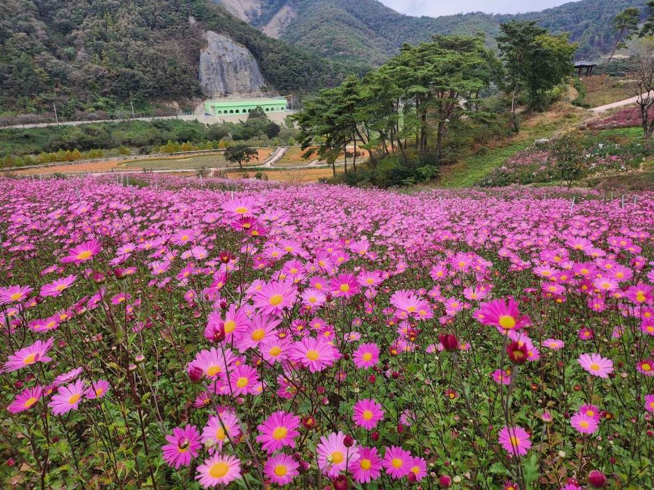 산자락 아래 분홍빛 구절초가 가득 핀 정읍 구절초 지방정원