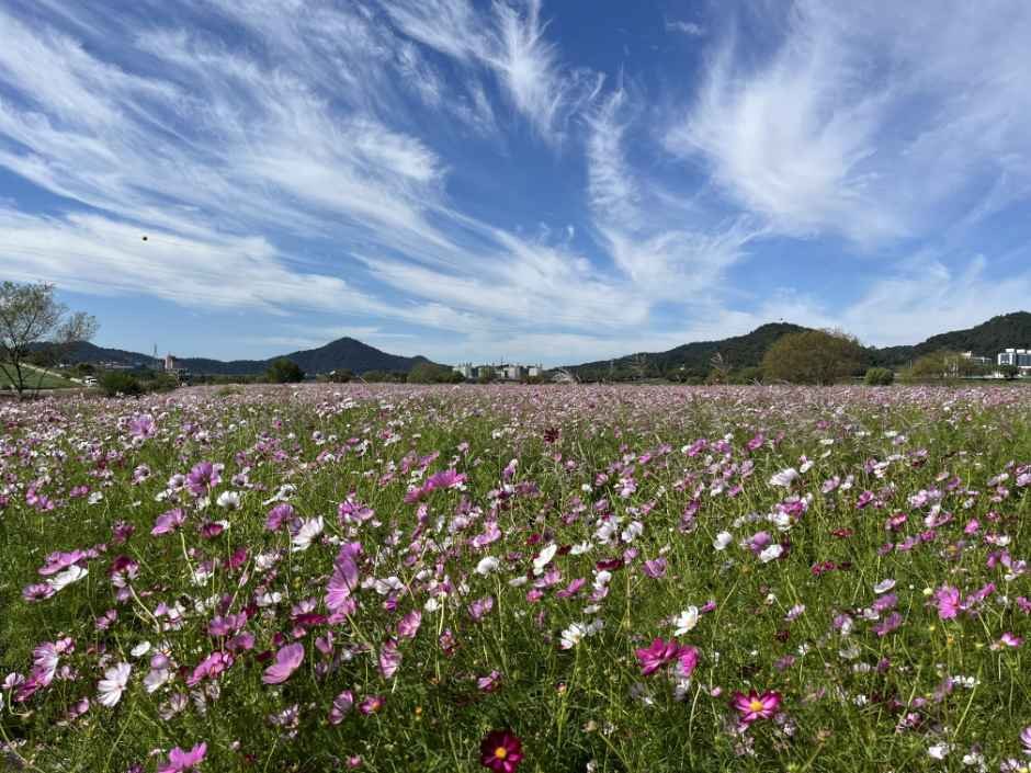 푸른 하늘과 구름 아래 분홍색과 흰색 코스모스가 넓게 핀 밭