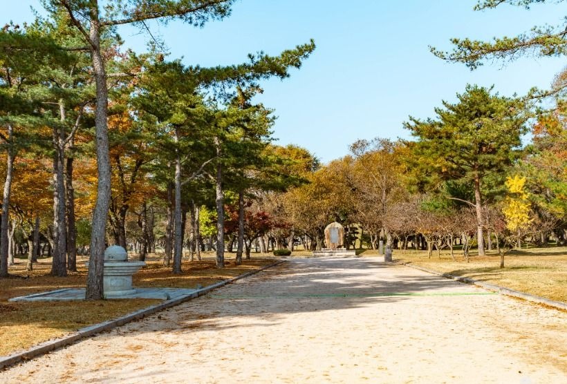 소나무와 가을 나무가 늘어선 경주 오릉 산책로