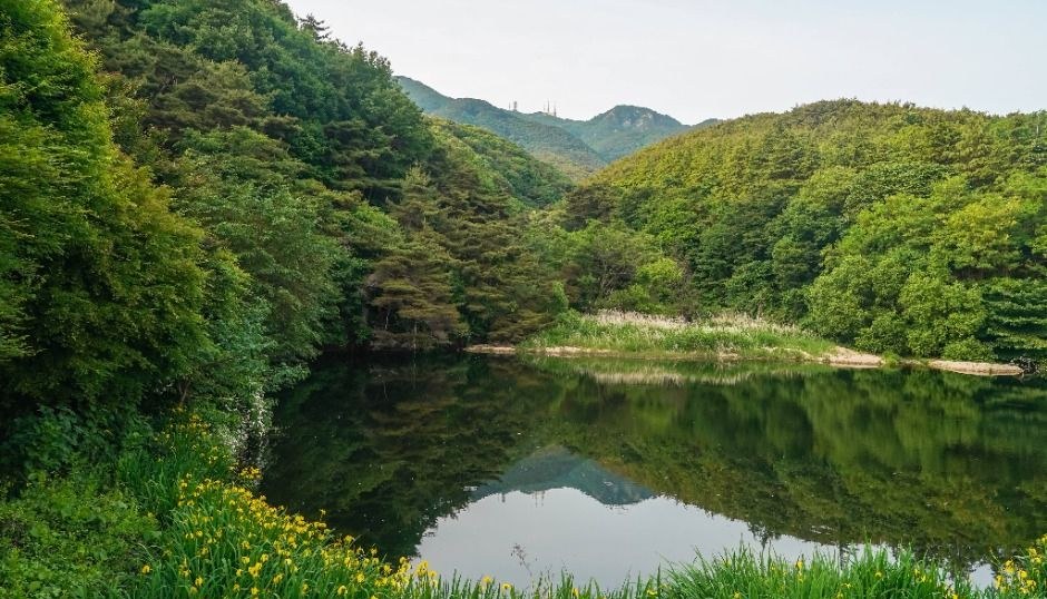 숲으로 둘러싸인 잔잔한 호수와 풀밭, 멀리 산이 보이는 팔공산 풍경