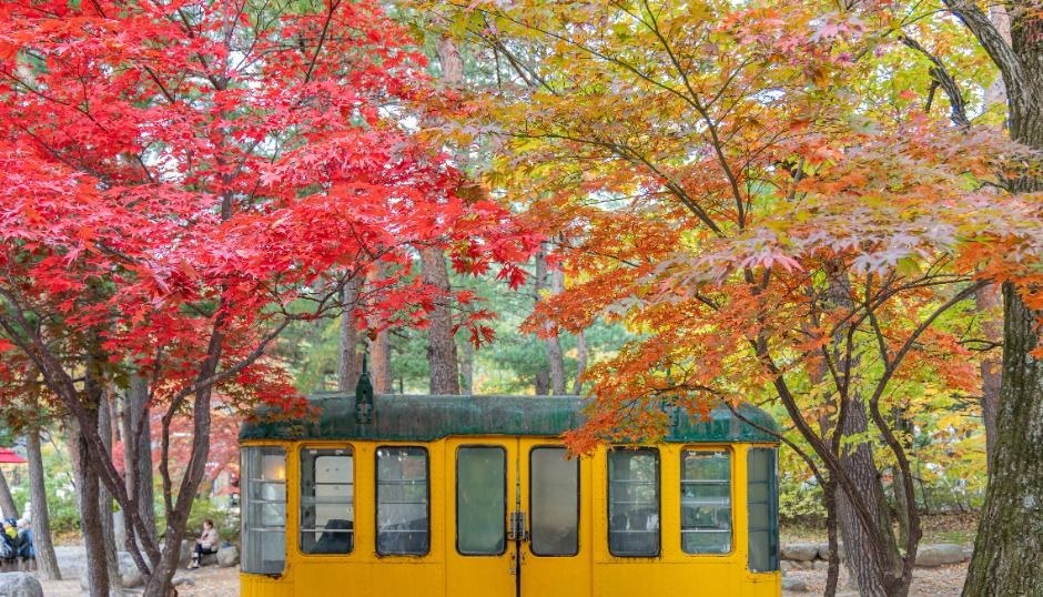 붉게 물든 단풍나무 사이에 노란색 옛 전동차가 세워진 설악산 풍경