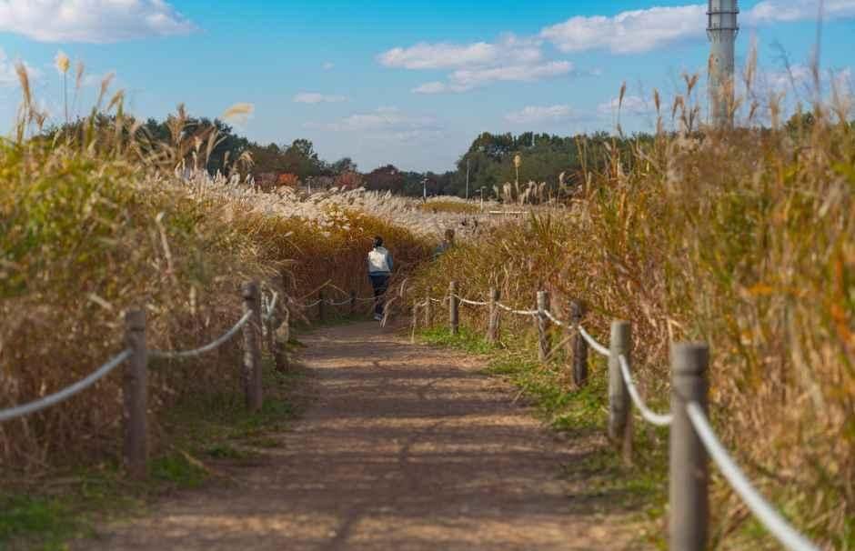 양쪽으로 억새가 우거진 흙길을 한 사람이 걸어가는 하늘공원 산책로
