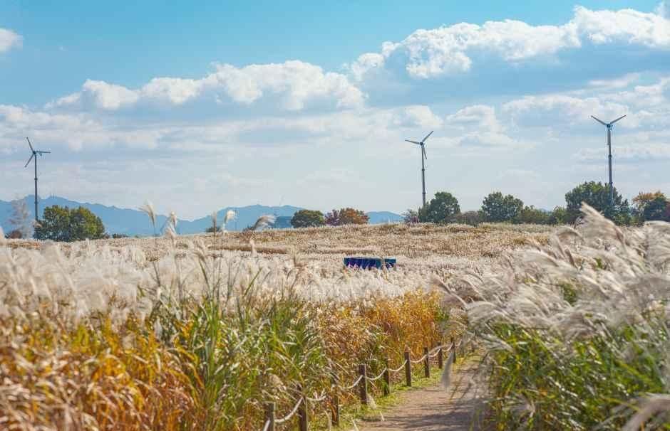 억새밭 너머로 풍력발전기가 서 있고 길 위로 구름이 낀 하늘공원 풍경