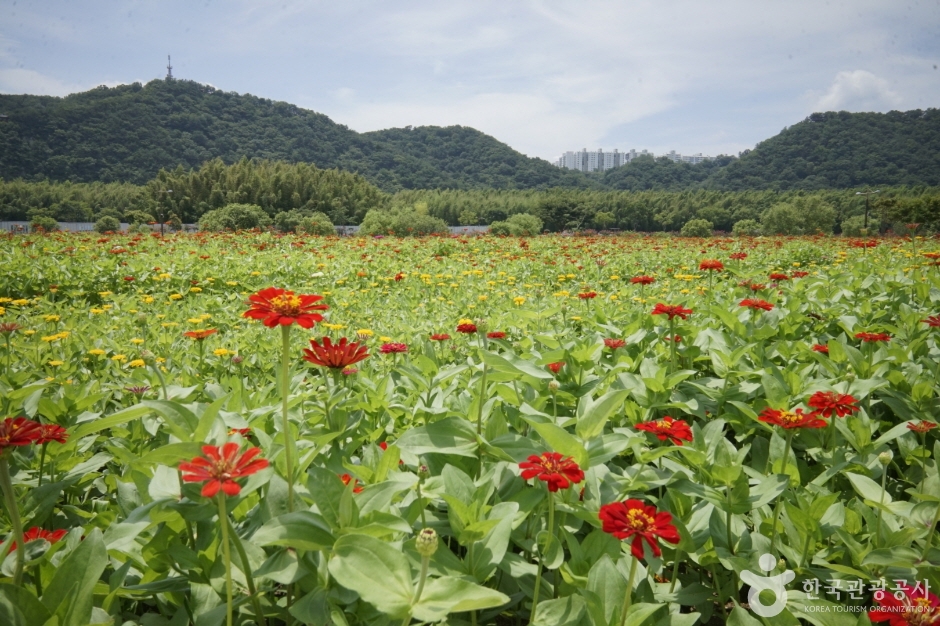 태화강 국가정원의 계절 꽃밭과 산 풍경