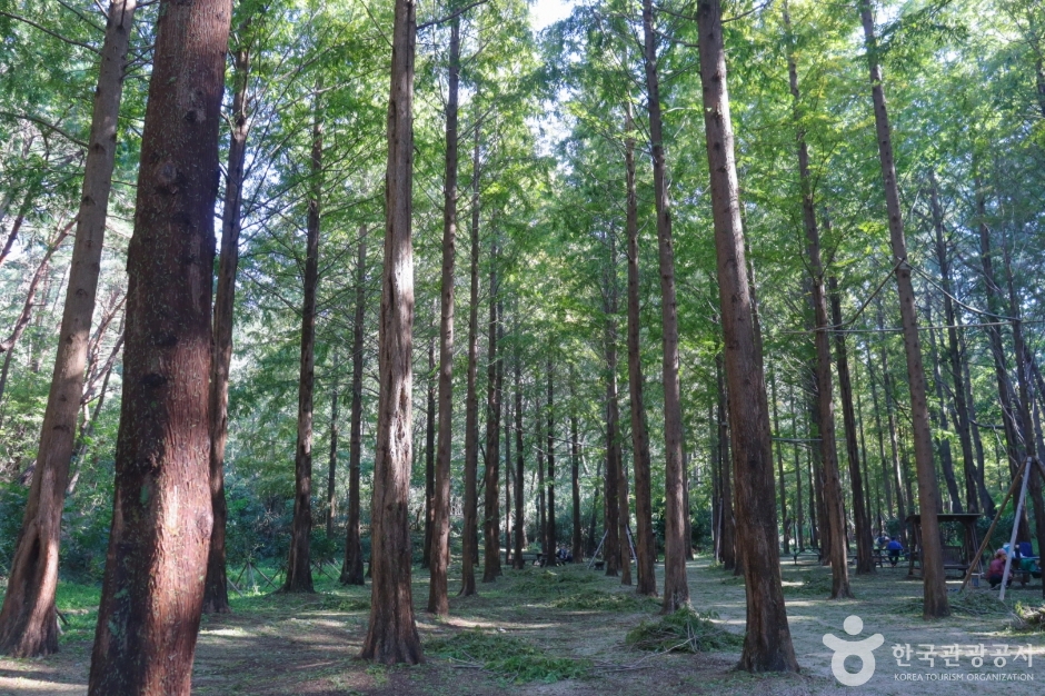 울산대공원 메타세쿼이아길의 곧게 뻗은 나무들