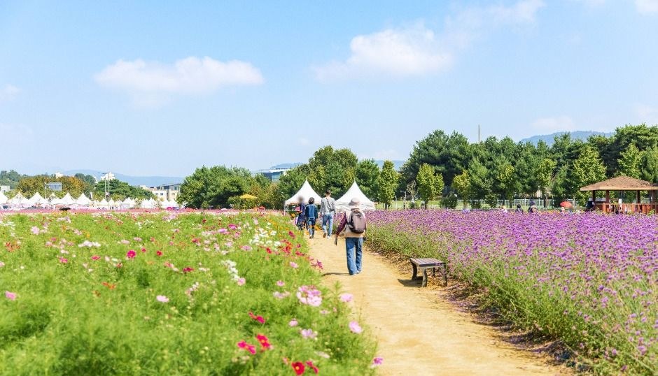 코스모스와 보랏빛 꽃 사이 흙길로 사람들이 걸어가는 나리농원 산책로