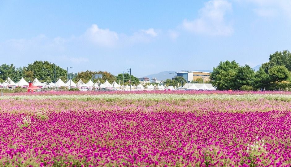분홍빛 천일홍이 넓은 밭을 가득 채우고 멀리 흰 천막이 보이는 풍경