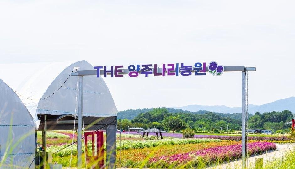 푸른 하늘 아래 양주나리농원 간판과 줄지어 핀 꽃밭