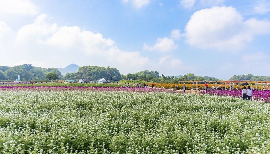 나리농원의 흰 꽃밭과 멀리 보이는 천막